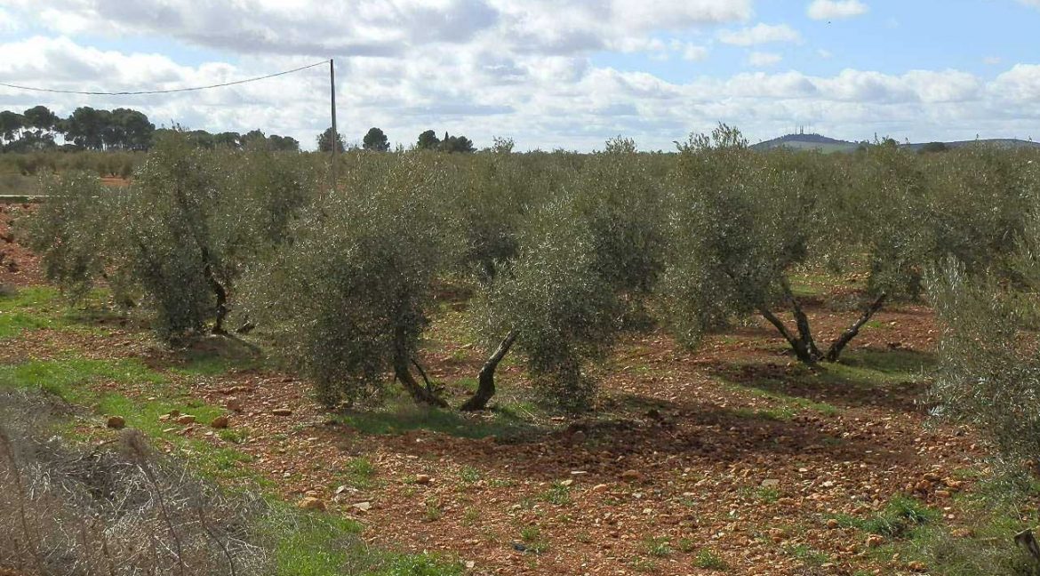 518_fincas-en-venta-047