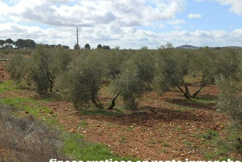 518_fincas-en-venta-047