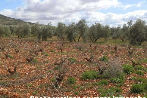 518_fincas-en-venta-048