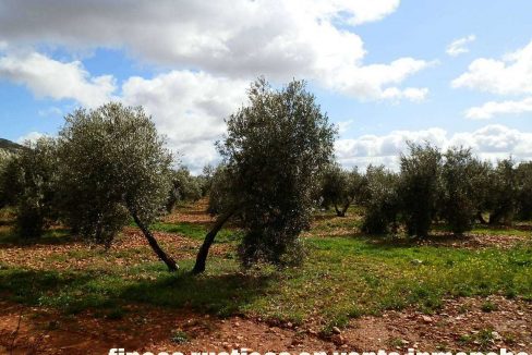 518_fincas-en-venta-049