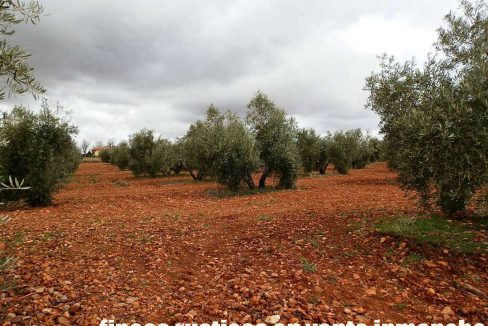 518_fincas-en-venta-054