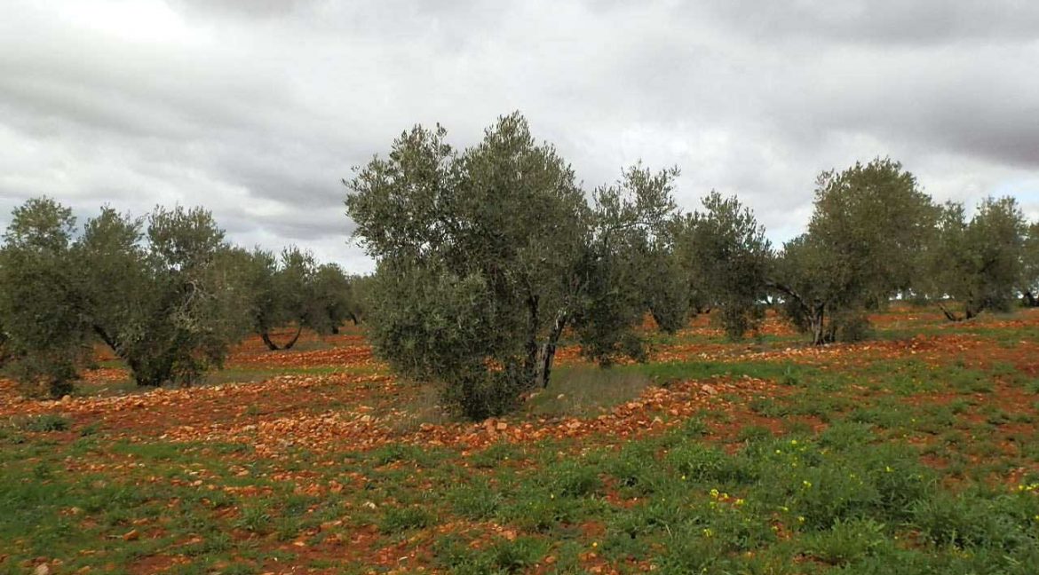 518_fincas-en-venta-056