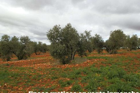 518_fincas-en-venta-056