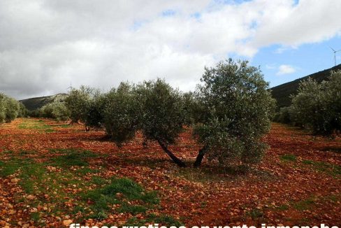 518_fincas-en-venta-059
