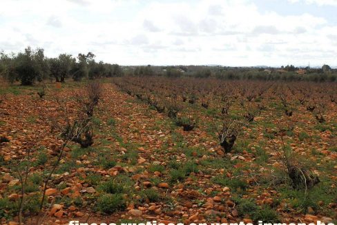 518_fincas-en-venta-062