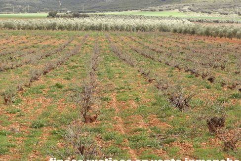518_fincas-en-venta-064