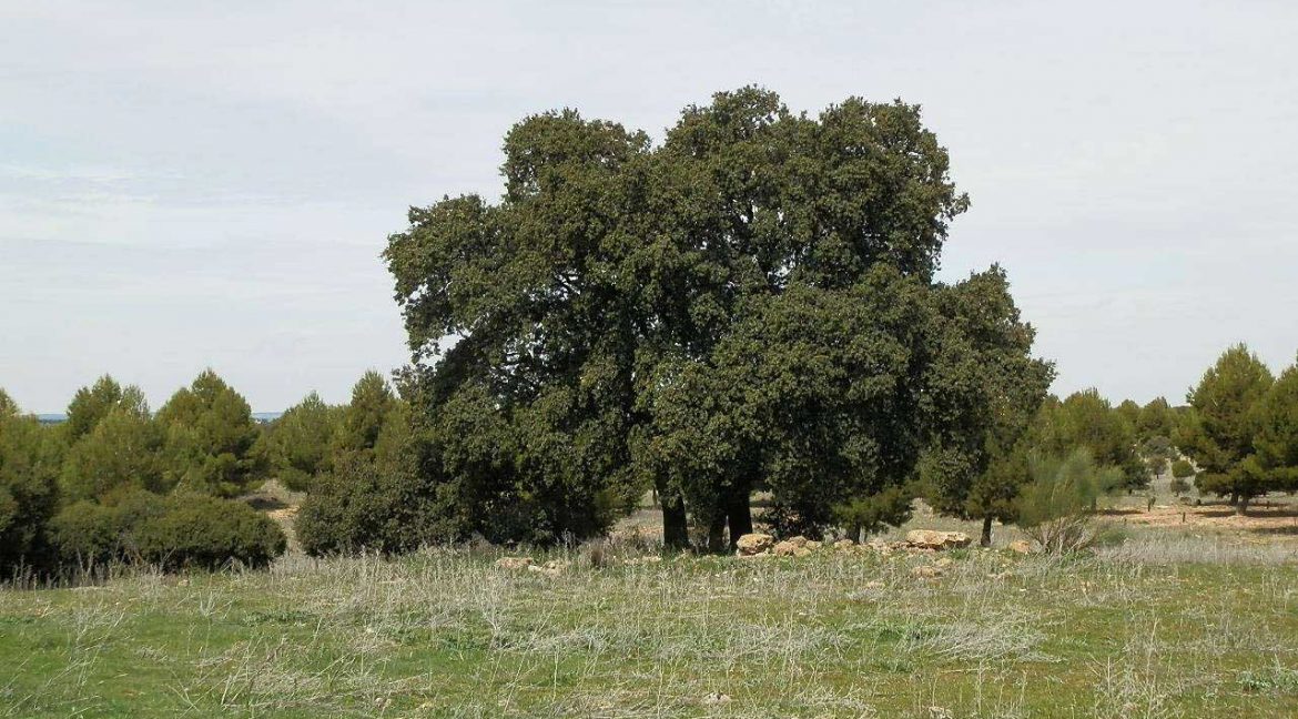 523_fincas-en-venta-021