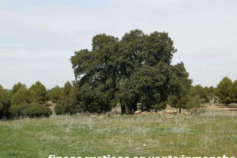 523_fincas-en-venta-021