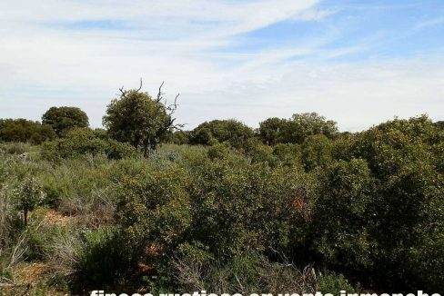 523_fincas-en-venta-028