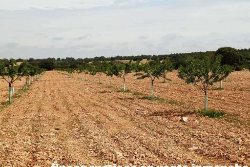 523_fincas-en-venta-037