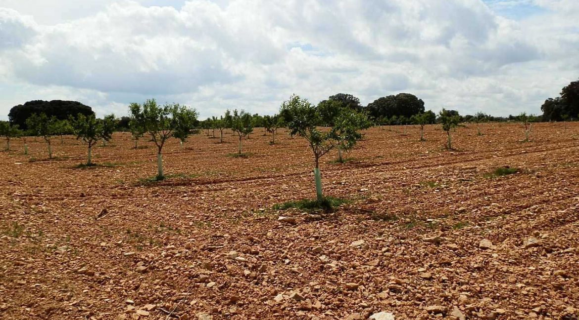 523_fincas-en-venta-038