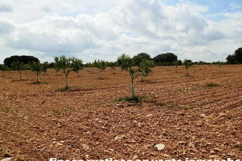 523_fincas-en-venta-038