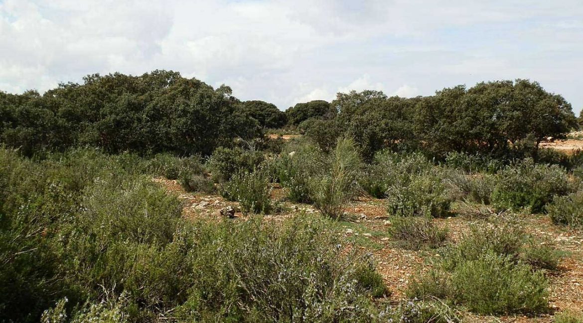523_fincas-en-venta-040