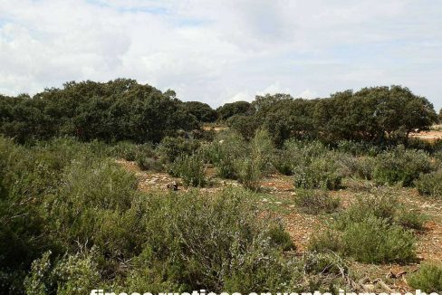 523_fincas-en-venta-040