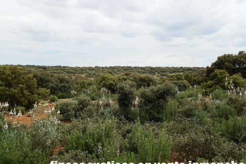 524_fincas-en-venta-026