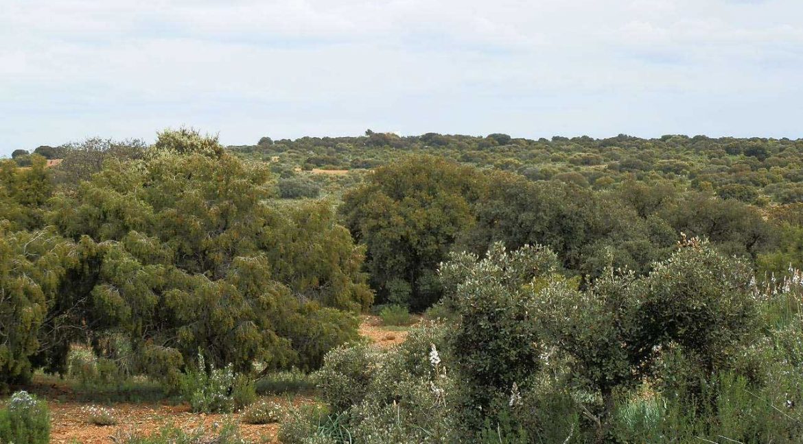 524_fincas-en-venta-027