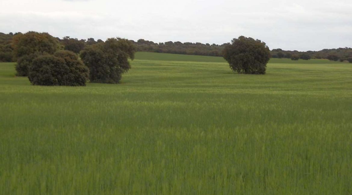 524_fincas-en-venta-053