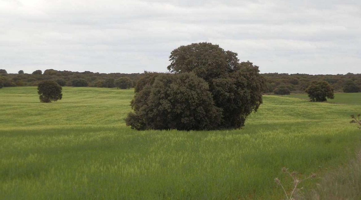 524_fincas-en-venta-054