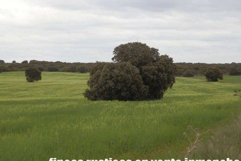 524_fincas-en-venta-054
