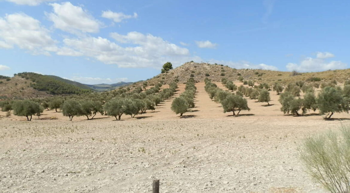 538_fincas-en-venta-008