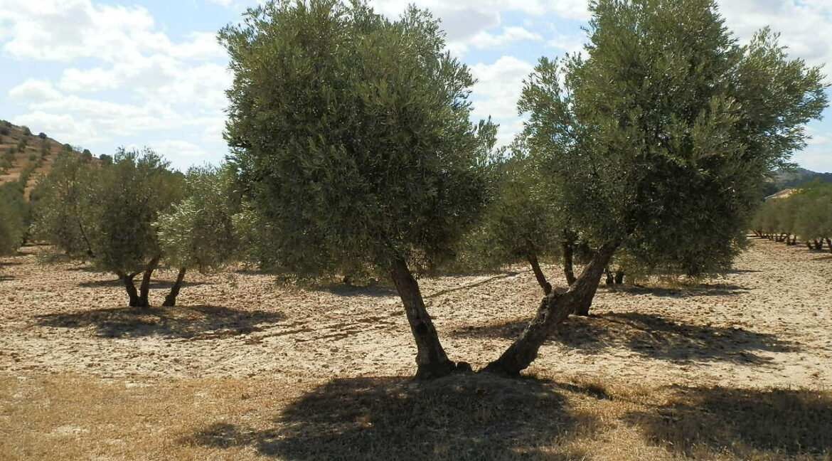 538_fincas-en-venta-038