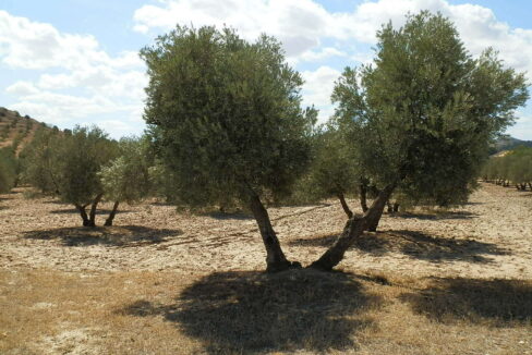 538_fincas-en-venta-038