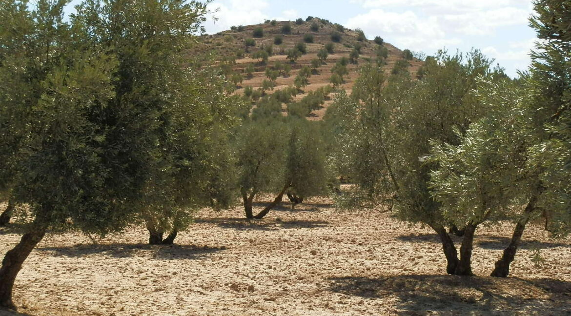 538_fincas-en-venta-039