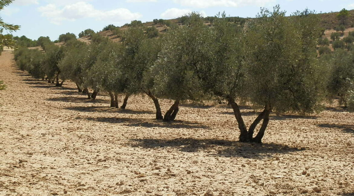 538_fincas-en-venta-040