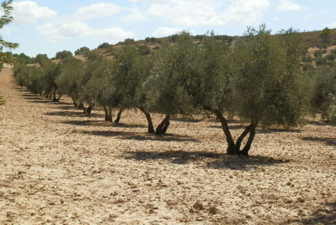 538_fincas-en-venta-040