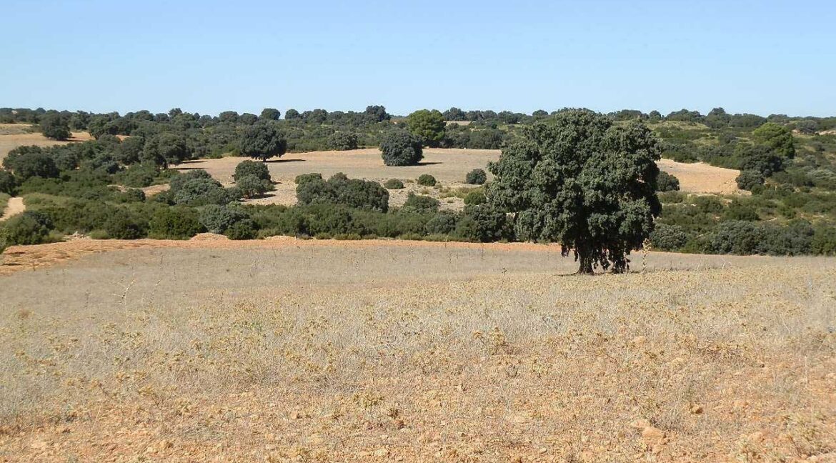 542_fincas-en-venta-50