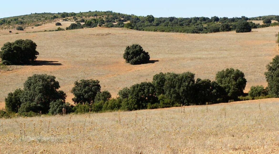 542_fincas-en-venta-67