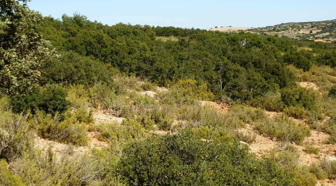 542_fincas-en-venta-71