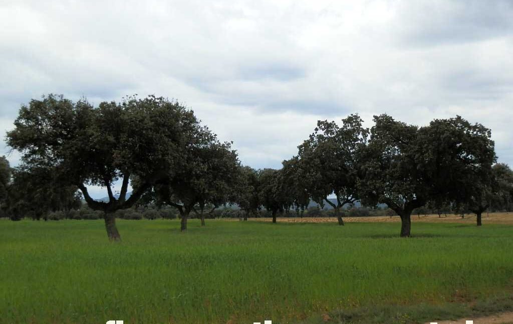 562_fincas-en-venta-0069
