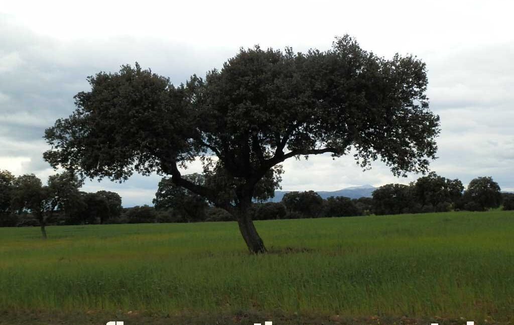 562_fincas-en-venta-0070