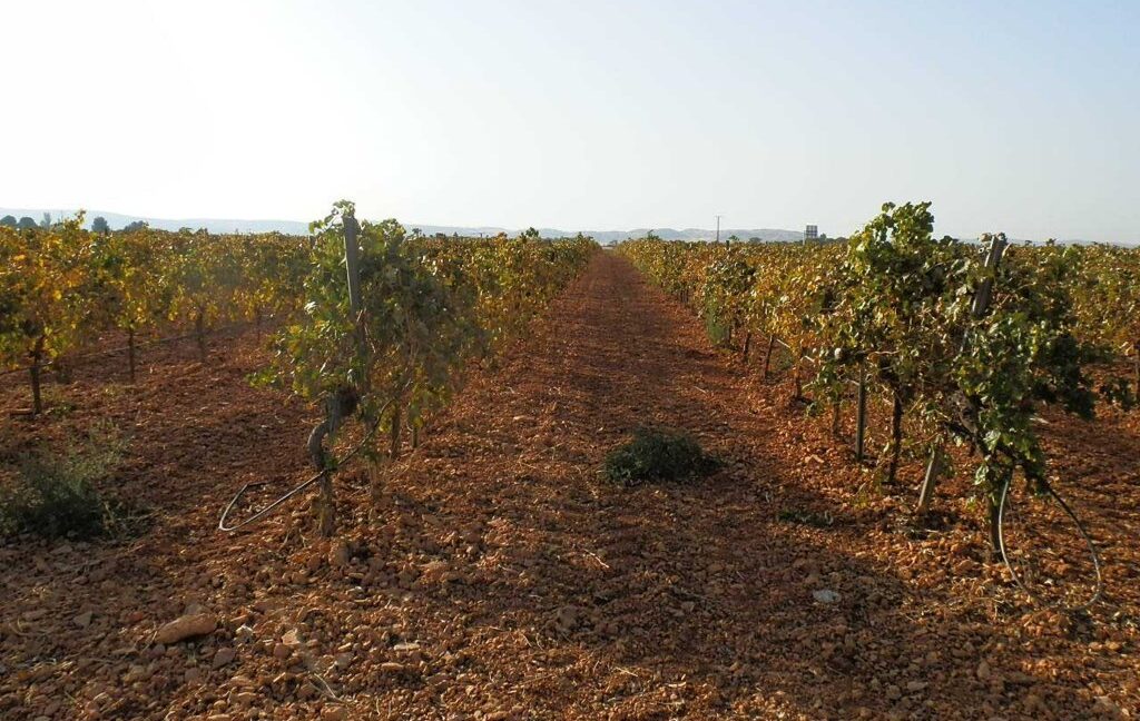582_fincas-en-venta-099