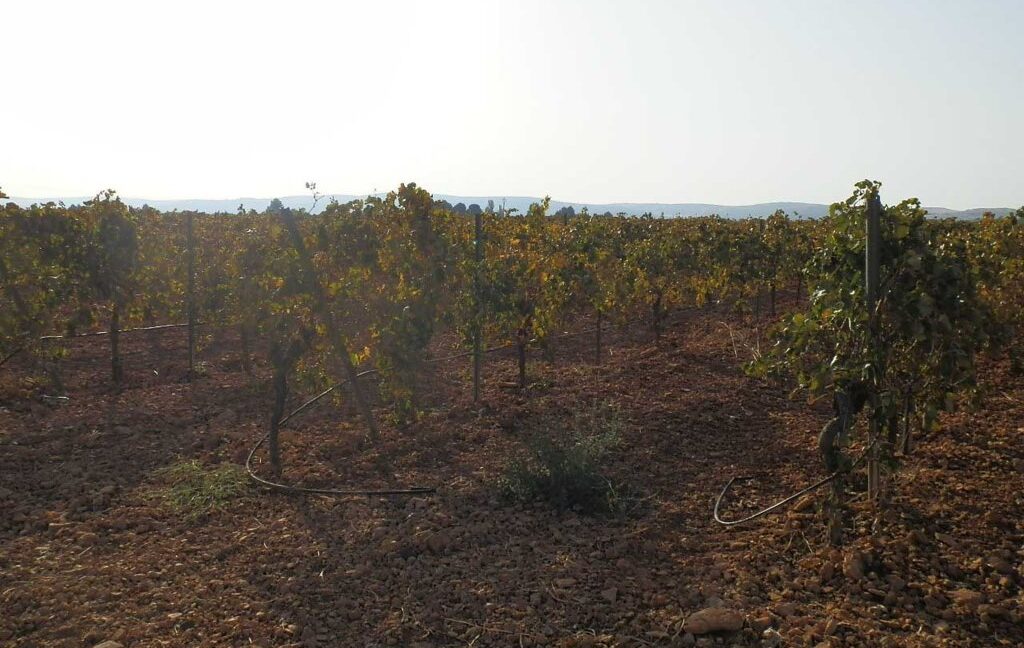 582_fincas-en-venta-100