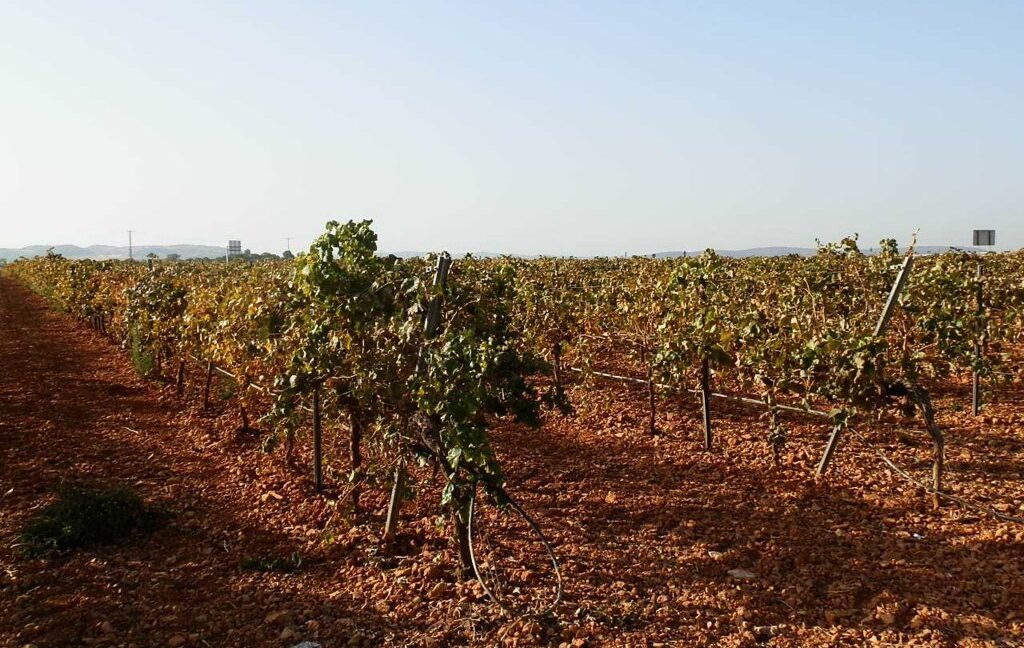 582_fincas-en-venta-101
