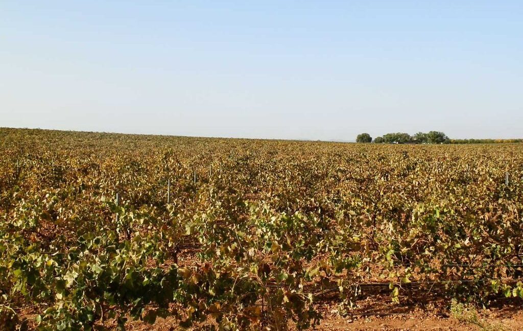 582_fincas-en-venta-102