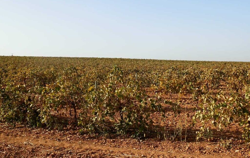 582_fincas-en-venta-104