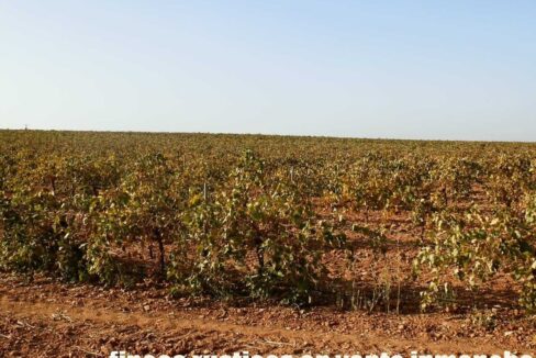 582_fincas-en-venta-104