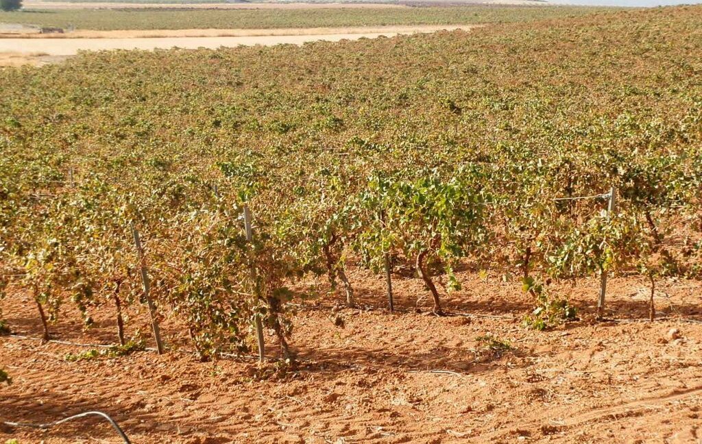 582_fincas-en-venta-106