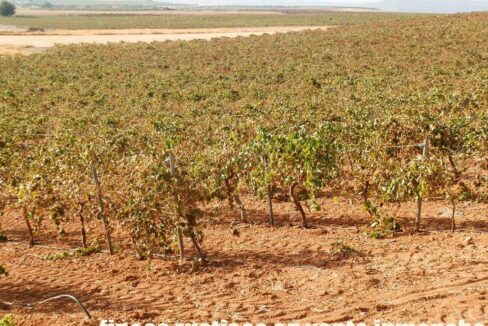582_fincas-en-venta-106