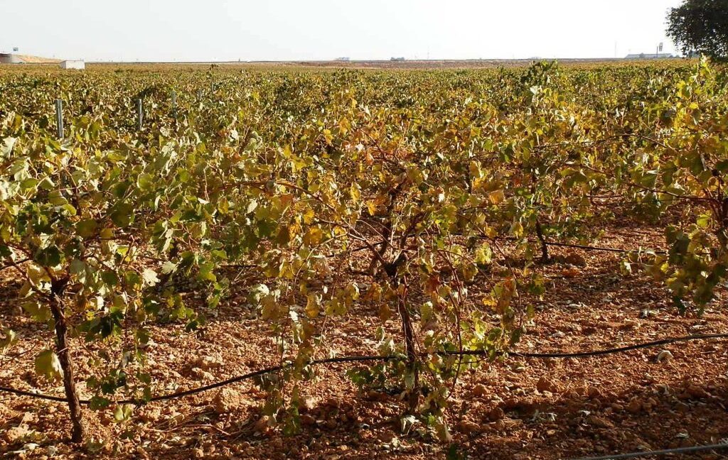 582_fincas-en-venta-107