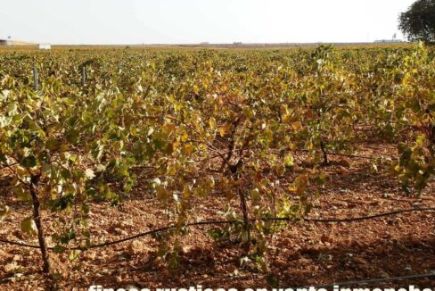 582_fincas-en-venta-107