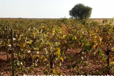 582_fincas-en-venta-108