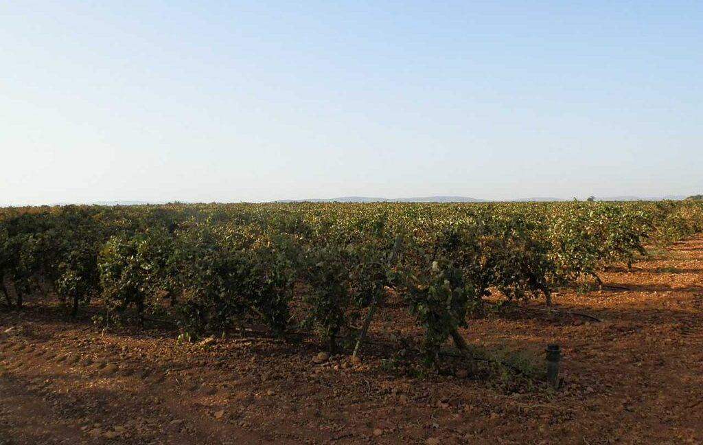 582_fincas-en-venta-109