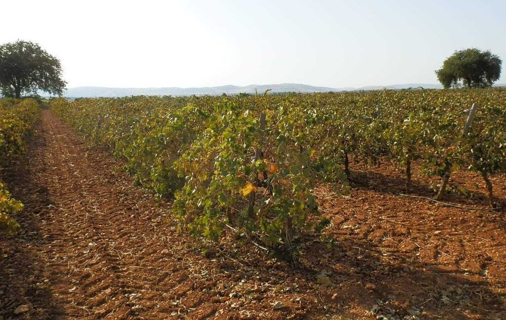 582_fincas-en-venta-112