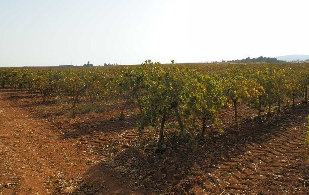 582_fincas-en-venta-113