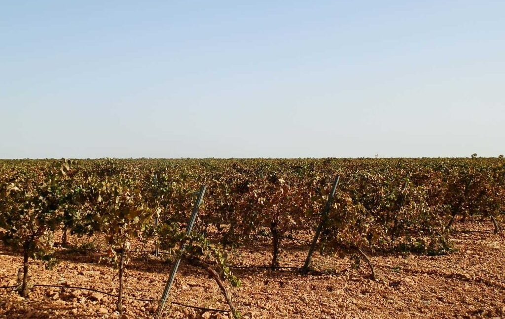 582_fincas-en-venta-134
