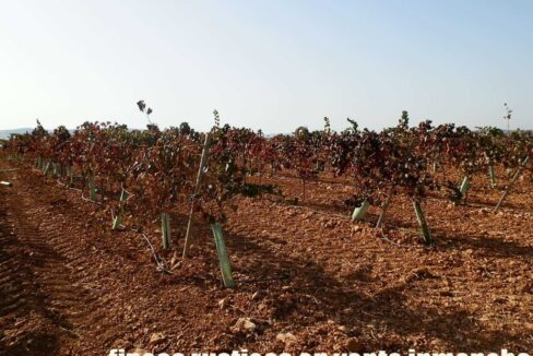 582_fincas-en-venta-135